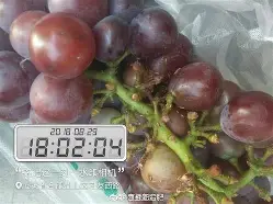 animation濡备綍镌囧畾鎾斁鍝竴宁殑锷敾